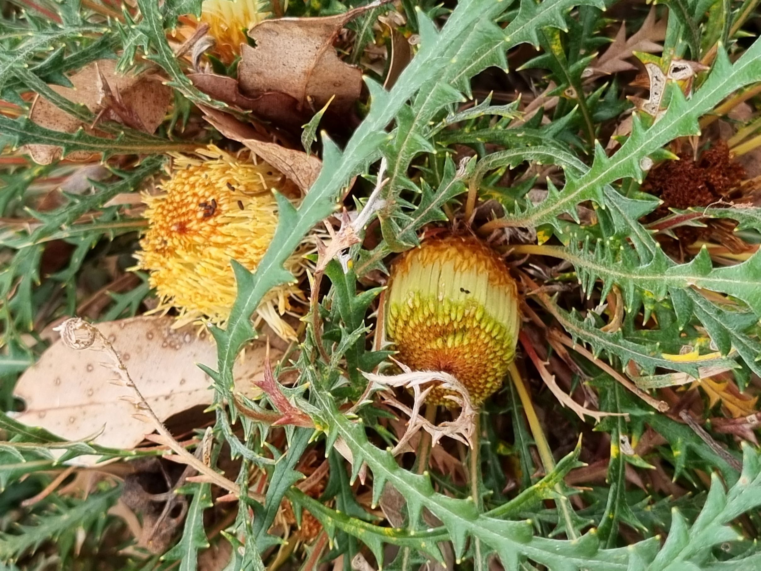 prolata subsp. prolata P3